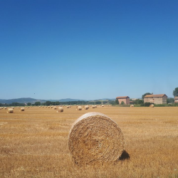 immagine del tutor Alessandra