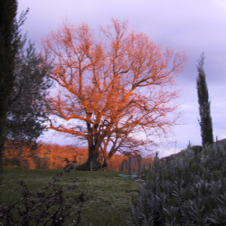 Icona utente