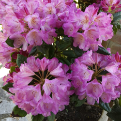 Roberta G. insegnante di Aiuto compiti