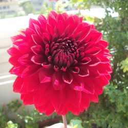 Marta C. insegnante di Agronomia